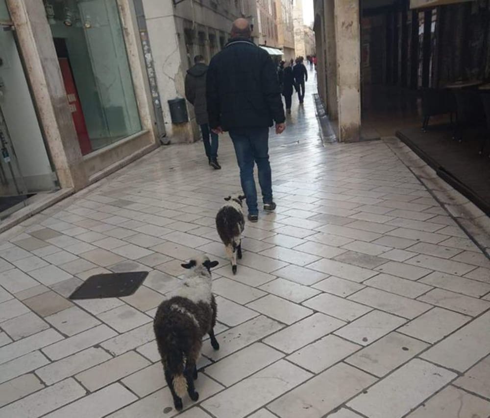 U Dalmaciji nikad dosadno: Popularnom šetnicom prošetao s dva neobična ljubimca