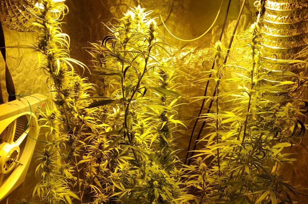 UHIĆEN "POLJOPRIVREDNIK" IZ MAKARSKE U kući mu pronašli biljke i opremu za uzgoj marihuane