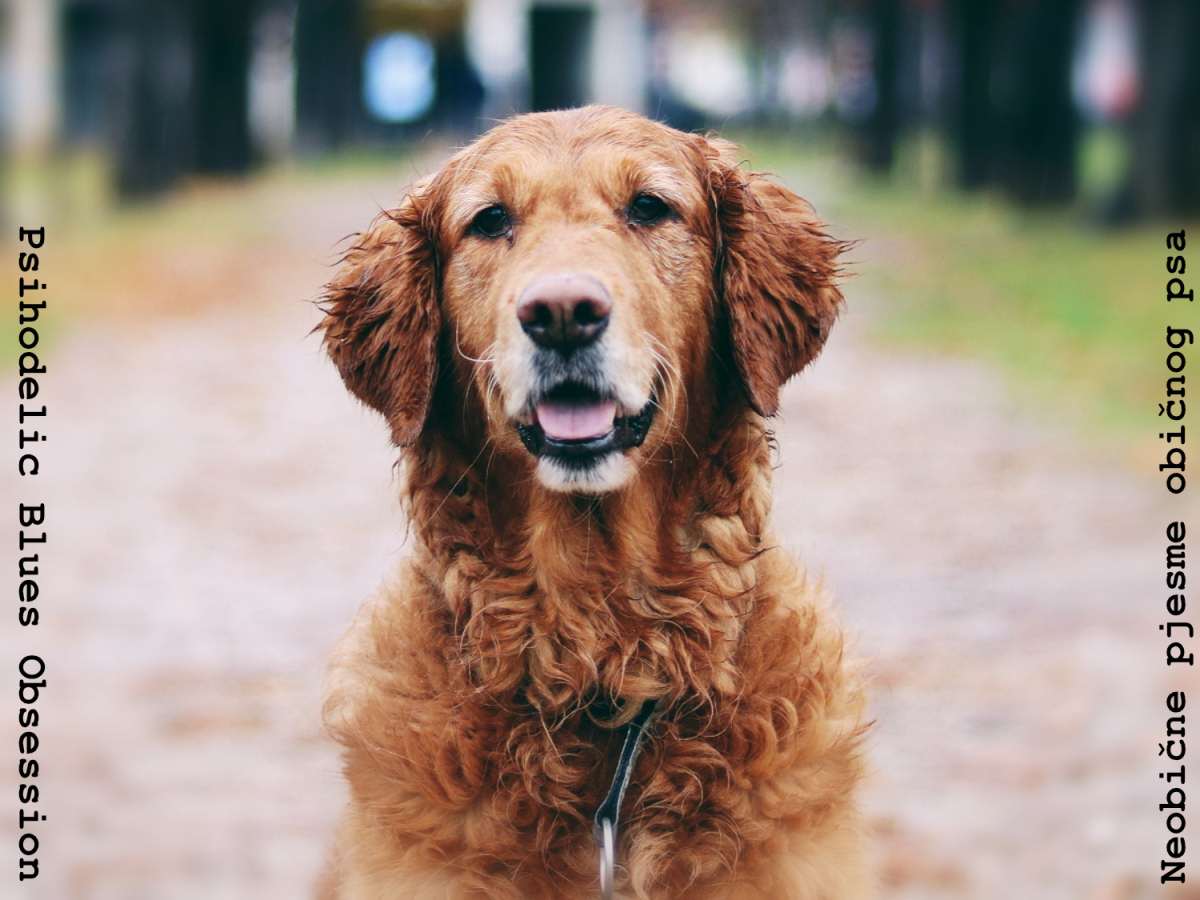 LANSIRALI TREĆI ALBUM Sinjski PBO objavio 'Neobične pjesme običnog psa'