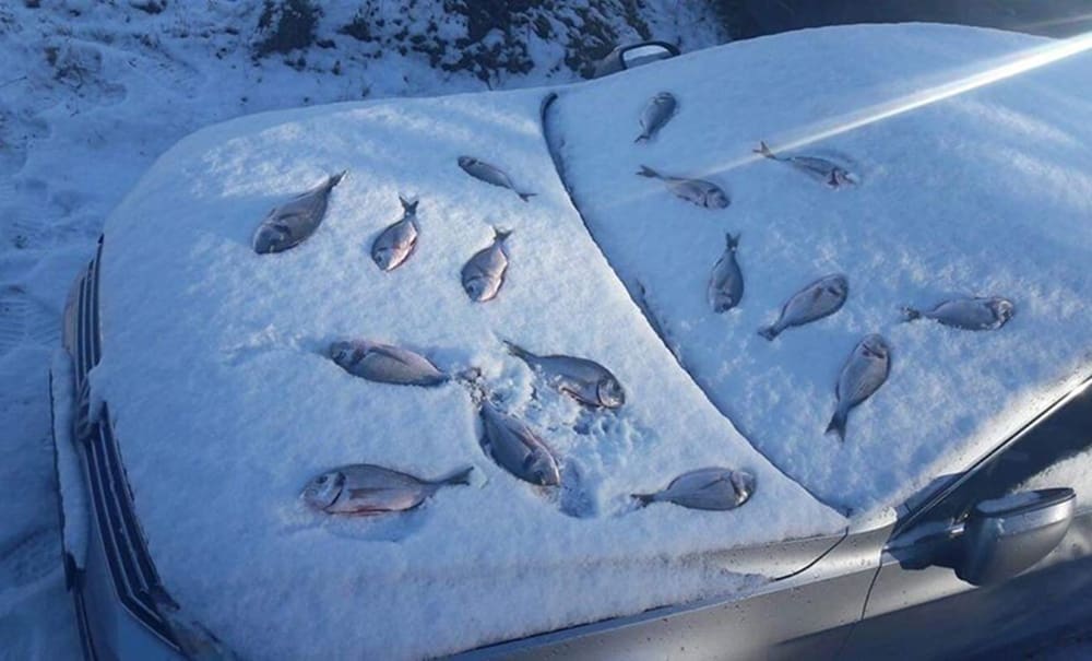 NIGDJE BEZ RIBE Evo kako prepoznati Dalmatinca na skijanju