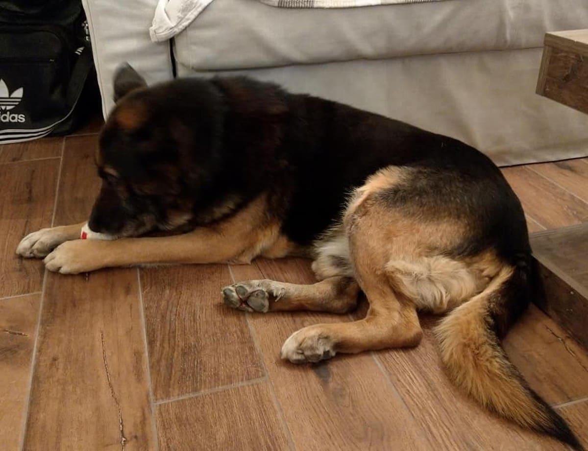 APEL ZA POMOĆ "Za njega nemamo smještaja, 11 godina je živio bijedno, a zaslužio je najbolje zadnje dane"