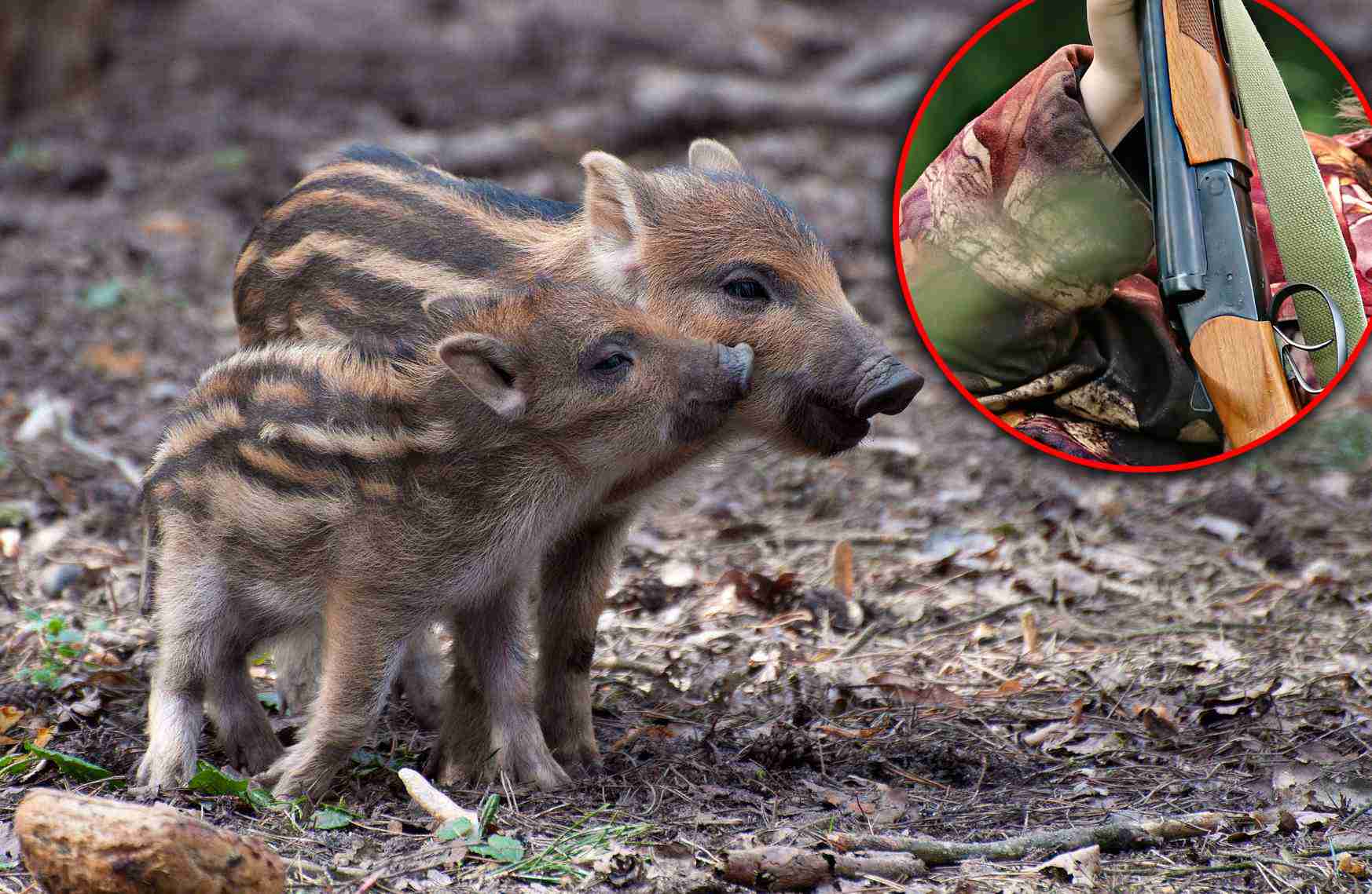 Naređen izlov divljih svinja do biološkog minimuma: Dopušten lov i na majke s mladunčadi
