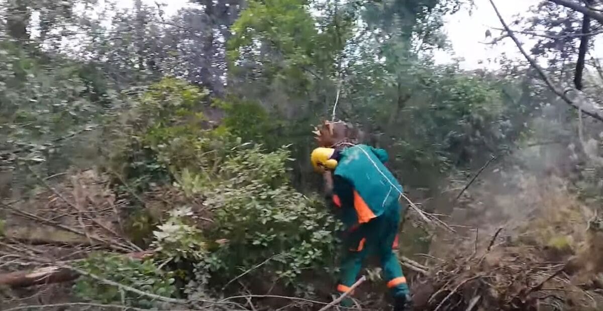 Je li ovo moguće: Pogledajte kako radnik na Marjanu pila stablo!