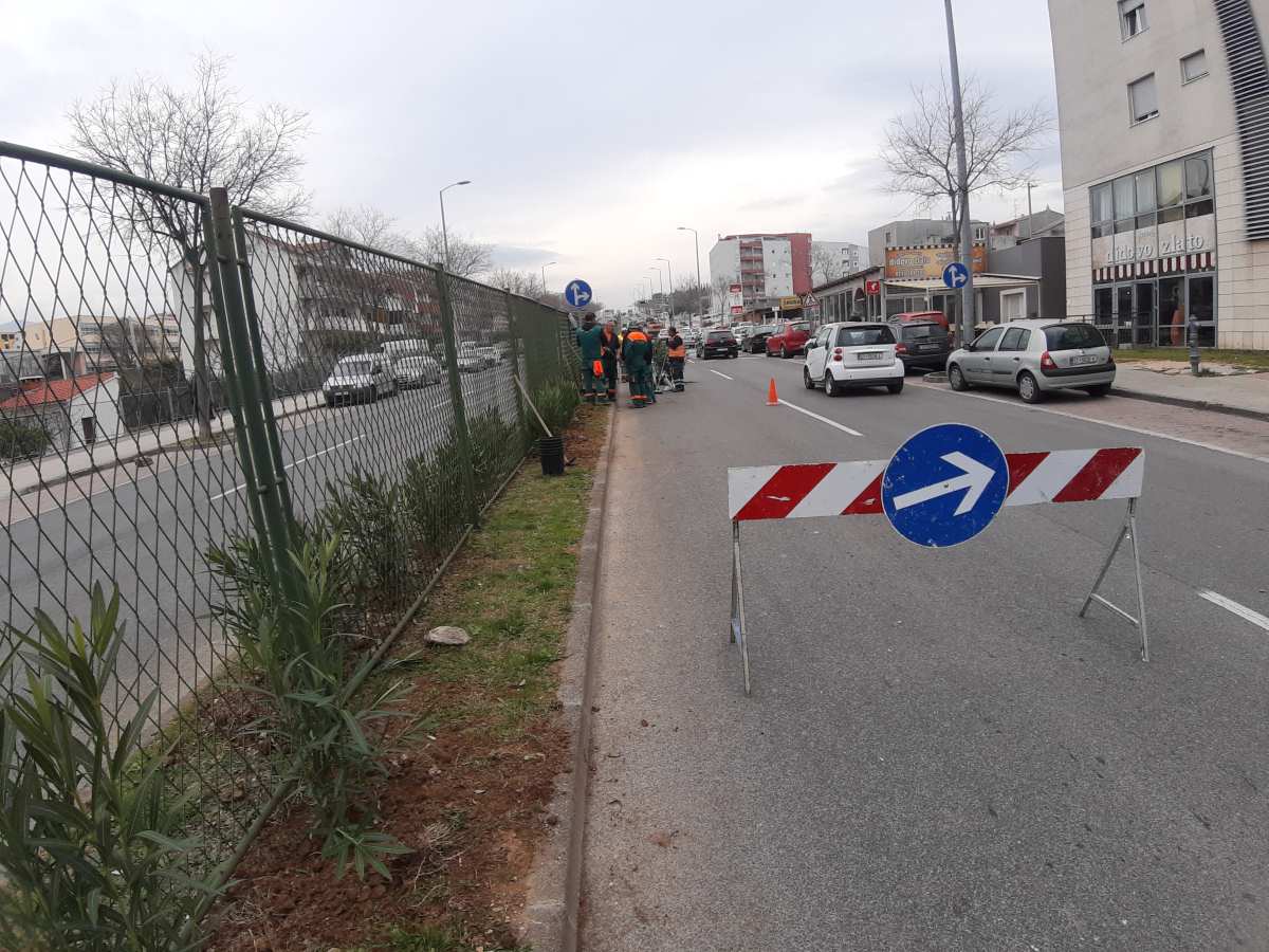 I UZ GUŽVE BEZ ZASTOJA: U Vukovarskoj ulici između Mejaša i Dragovoda posađeno stotine oleandara
