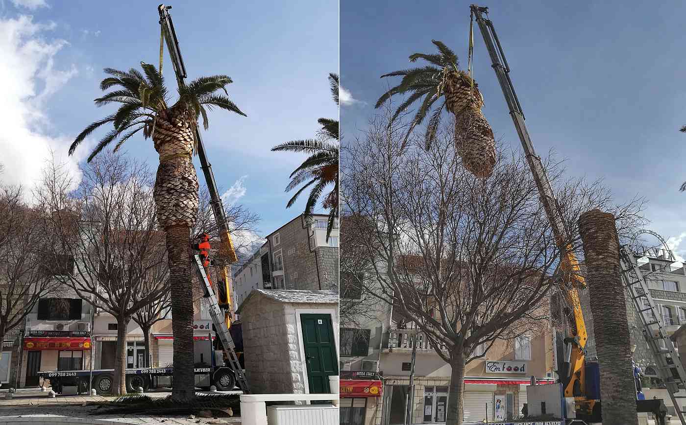 Palmina pipa sve više napada Bašku Vodu: Uklonjene nove palme s rive