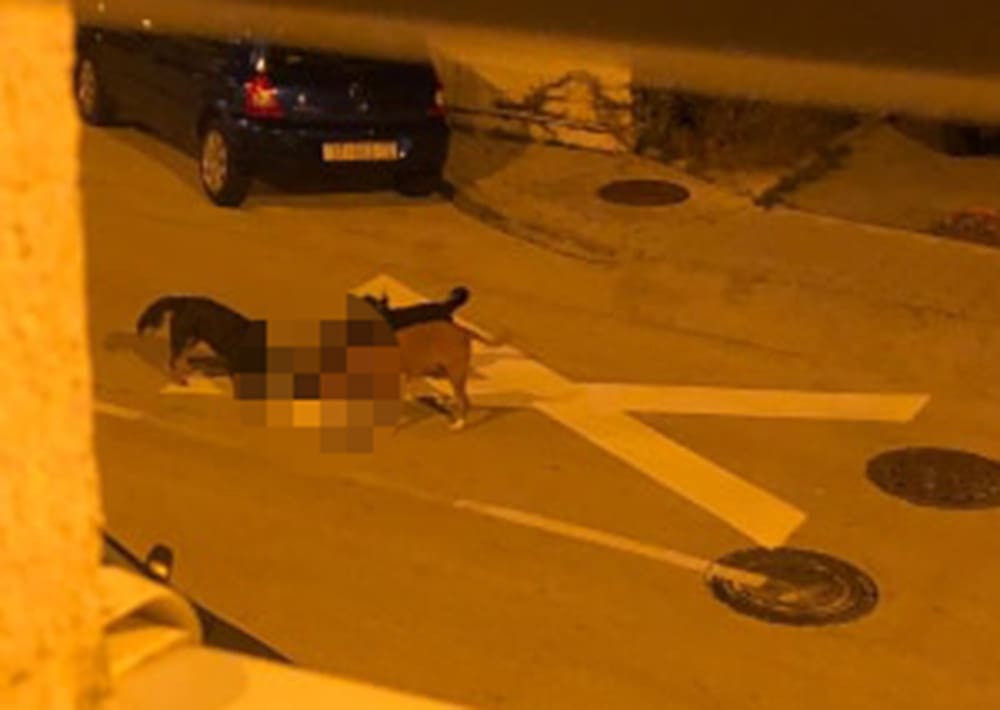 Šokirani Splićanin: "Pred zgradom nam noću divlji psi kolju mačke i skaču po autima"