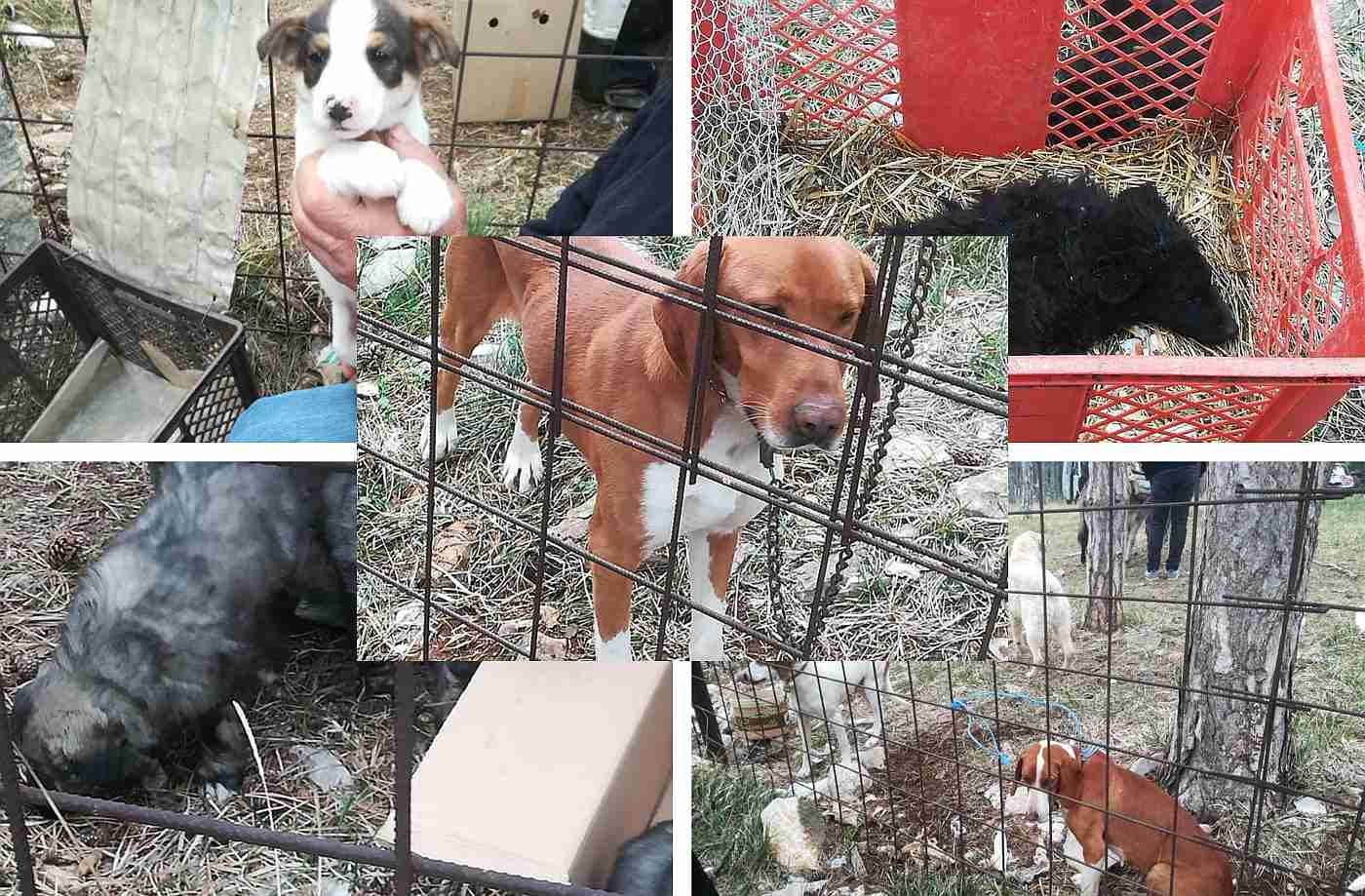 NELEGALNA TRGOVINA PSIMA U BENKOVCU "Pse vežu lancima i konopima, necijepljeni su, a kada ih ne uspiju prodati onda ih ostavljaju"