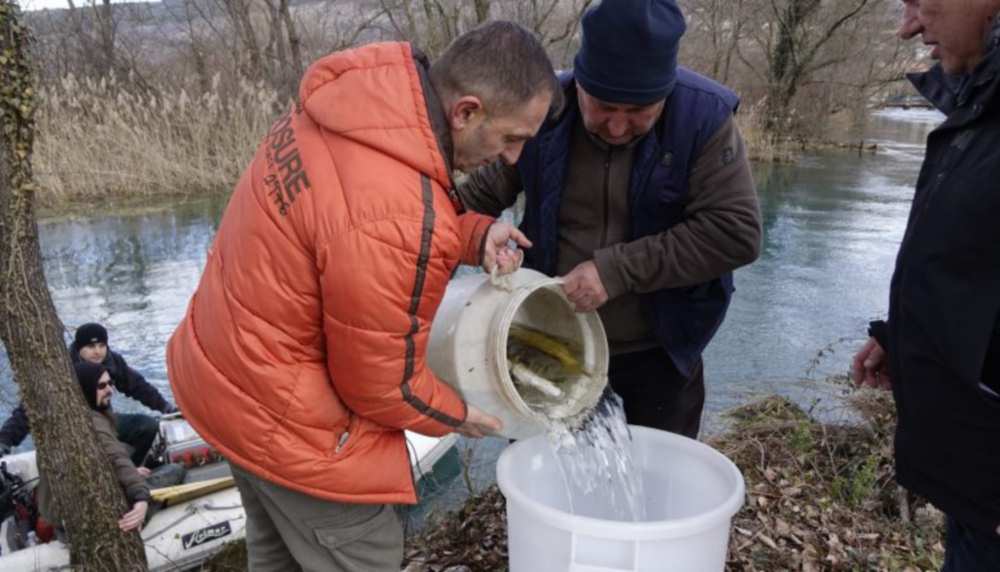 IMOĆANI BRINU O RIBI: Rijeka Vrljika oplemenjena autohtonom mekousnom pastrvom