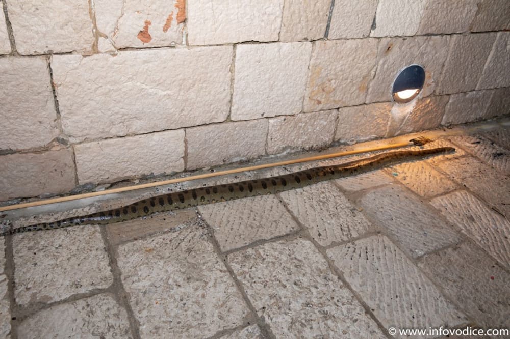 Dječaci iz mora u Vodicama izvukli zmiju dugačku više od dva i pol metra