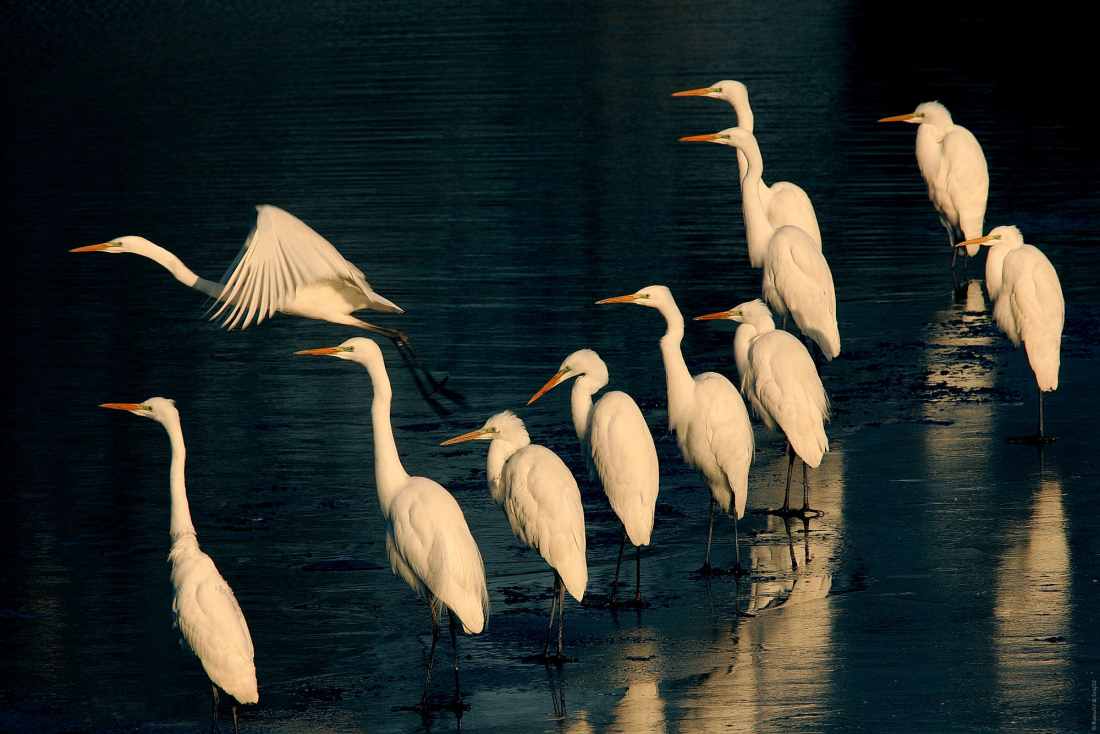 Bijele čaplje _ M. Romulic