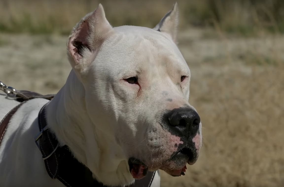Novi napad: Dogo argentino ugrizao 15-godišnjeg dječaka za lice