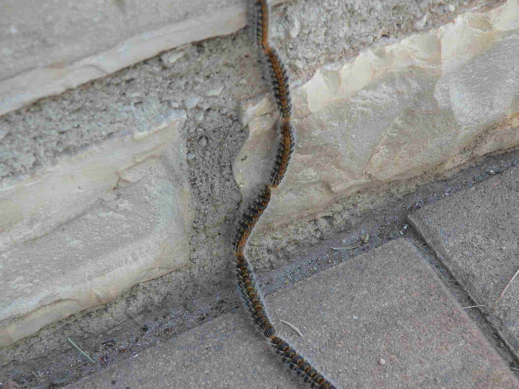 Splićani, oprez! Pojavio se borov prelac: Osim što zna izazvati alergijske reakcije, može li i on ugroziti šumu?