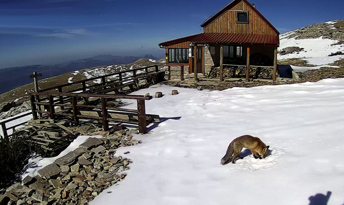 DIVLJE ŽIVOTINJE Posjetili planinarski dom nakon planinara: Pogledajte zeca i liju koje je snimila nadzorna kamera