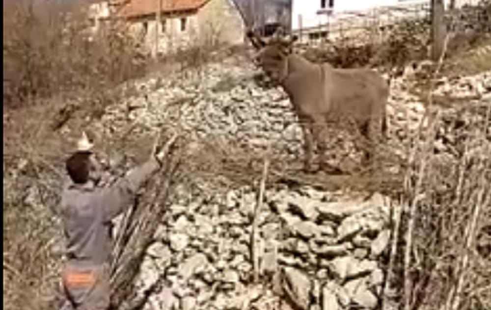 OVO JOŠ NISTE VIDJELI Ovaj dalmatinski tovar "pjeva" kako mu gazda kaže