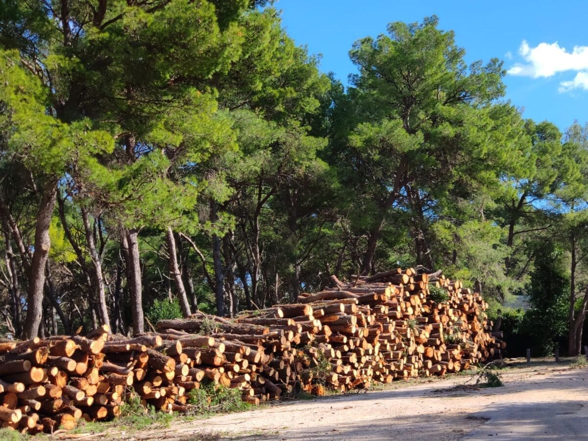 Nestaje Marjan kakav poznajemo: Pogledajte današnje stanje na Marjanu nakon posljednje sječe