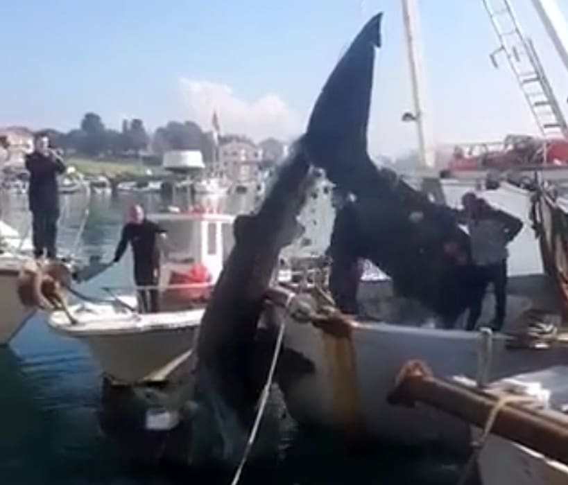 STRAŠAN ULOV Ribari u Jadranu mrežom uhvatili morsku neman od osam metara