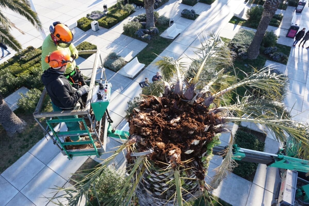 Španjolski stručnjak stigao u Split radi spašavanja palmi na Rivi i kod Vile Dalmacija: Pogledajte inovativni zahvat