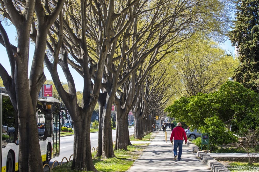 POLJIČKA U PROLJETNOM RUHU Pogledajte kako su Parkovi i nasadi uredili prometnicu koja vodi u centar Splita