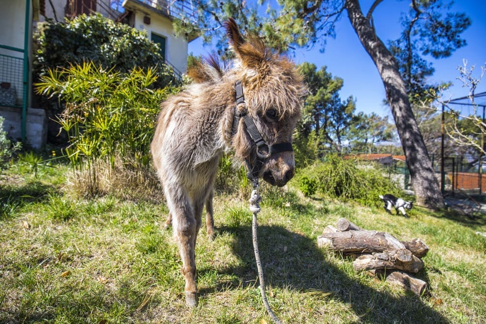 20190328_zooloski_(8)