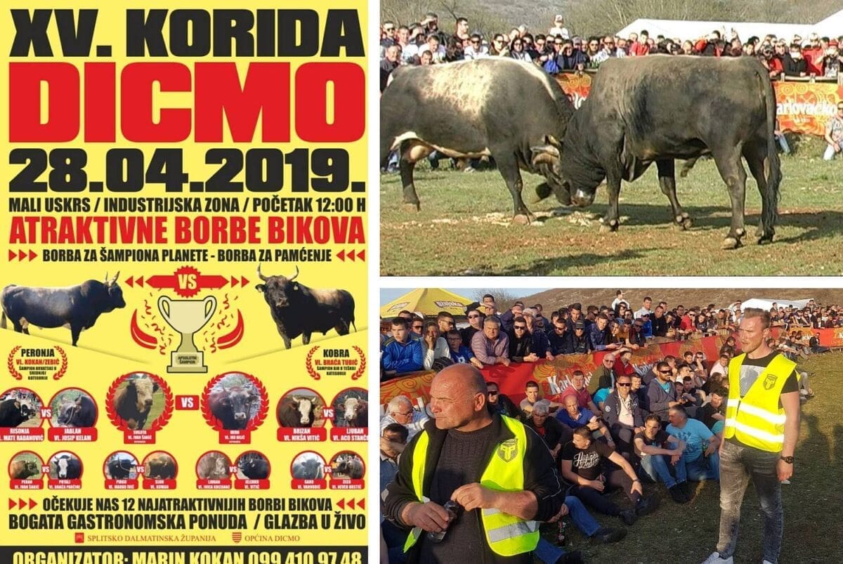 KORIDA U DICMU Ove nedjelje atraktivne borbe bikova uz bogatu gastro ponudu i glazbu uživo