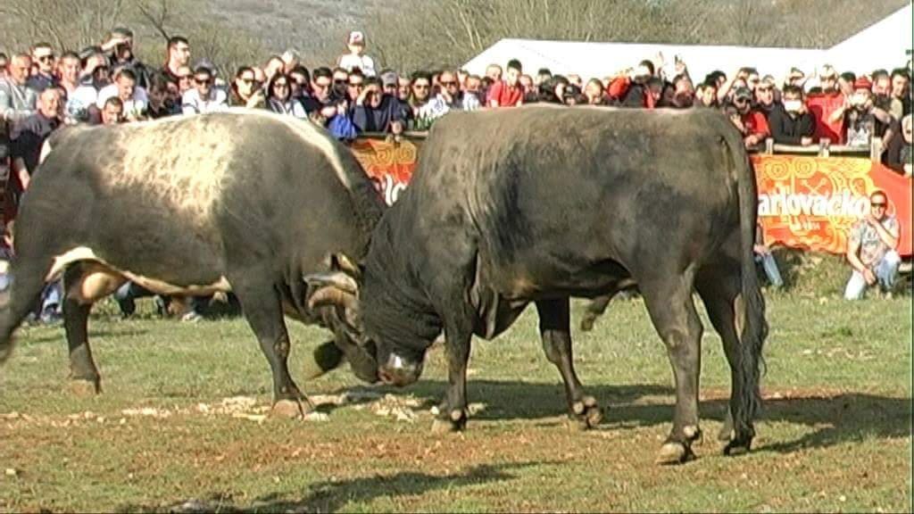 SVI U DICMO Humanitarna korida za Mateja