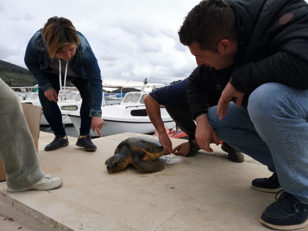 glavata_zelva_vela_luka (1)