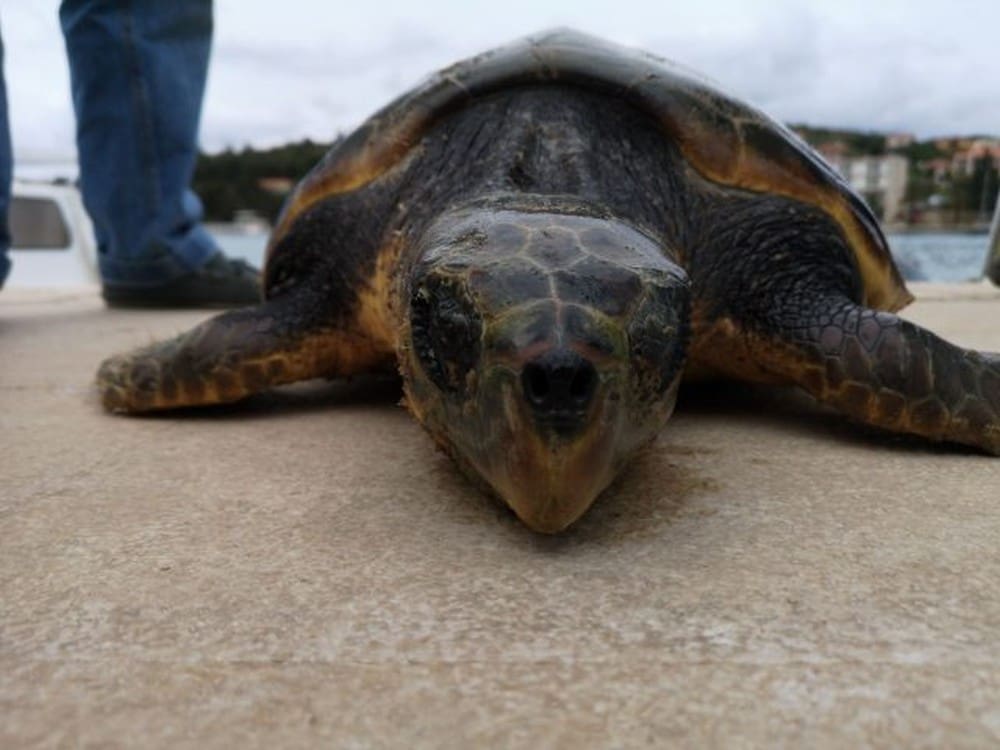 Ozlijeđena glavata želva spašena u Veloj Luci, sutra preko Splita putuje u Centar za oporavak u Puli
