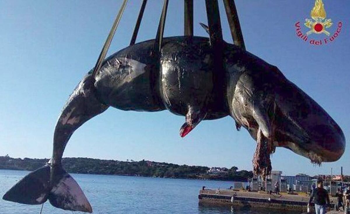 ŠTO SMO UČINILI OD MORA? Nasukala se ženka kita s mladunčetom i 22 kg plastike u sebi