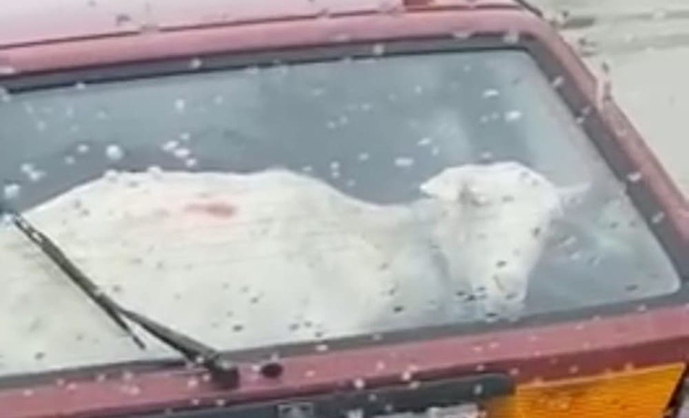 Koza u autu bacila đir po gradu: Kiša pada, ulice se moče, neka kisne kome se to hoće