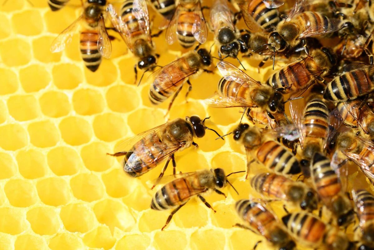 Kako pčele proizvode med