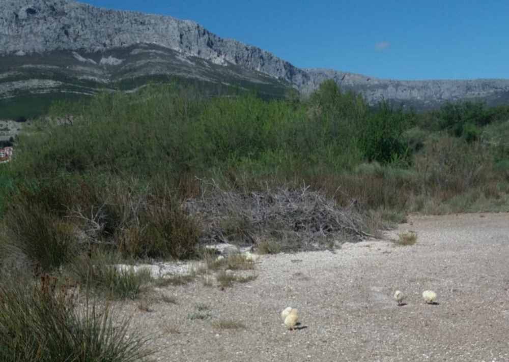 ALARM U VRANJICU: Stotinjak pilića ostavljeno u blatu, spasimo ih!