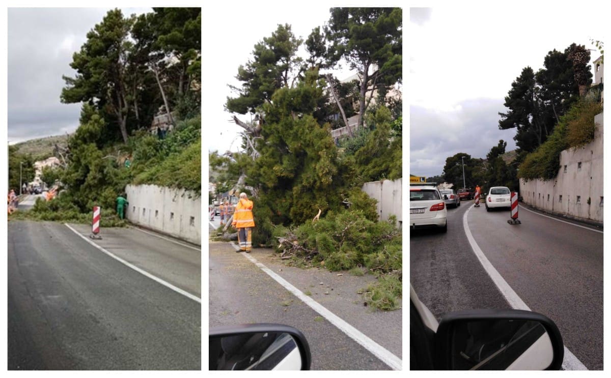 Vozači, strpite se: Nije palo stablo na cestu, radi se o planskim pilanjima u Krilu Jesenice