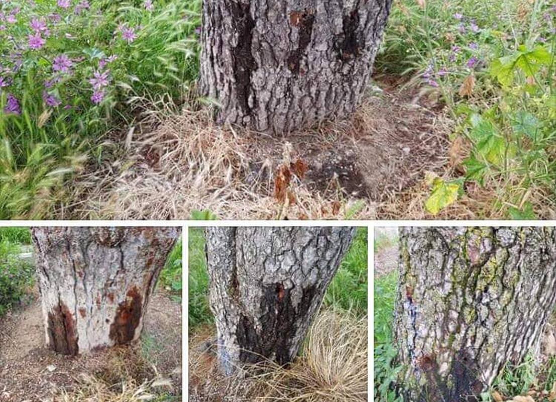 POŠTO KOMAD SPLITSKOG ZELENILA? Pogledajte kako je netko odlučio presuditi borovima uz tvrđavu Gripe