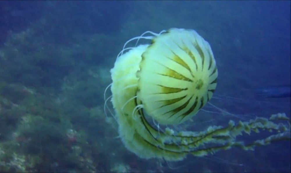 Nadomak Splita u moru ima krcato meduza: "Izgledalo je kao da pliva busen kose, dica nam izlaze opečena"