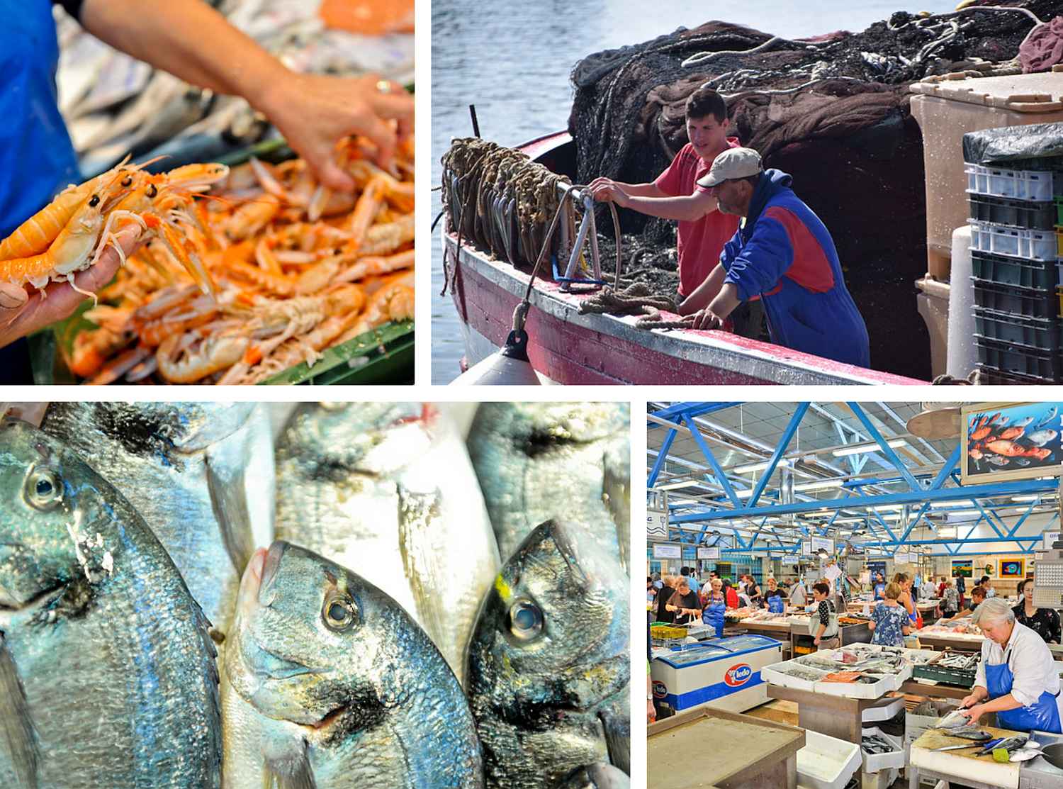 KONFERENCIJA O RIBARSTVU Budućnost ribarstva u Hrvatskoj: Održivo upravljanje ribljim resursima