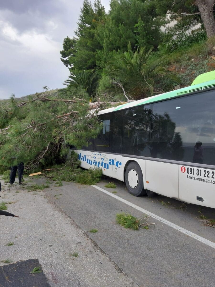 stablo-dalmatinac-rilo(1)