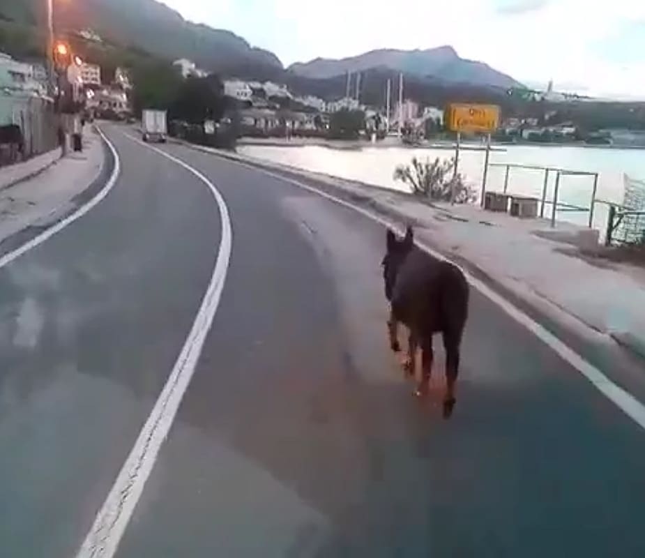 Vozači u nevjerici: Tovar u šetnji Jadranskom magistralom kroz Jesenice