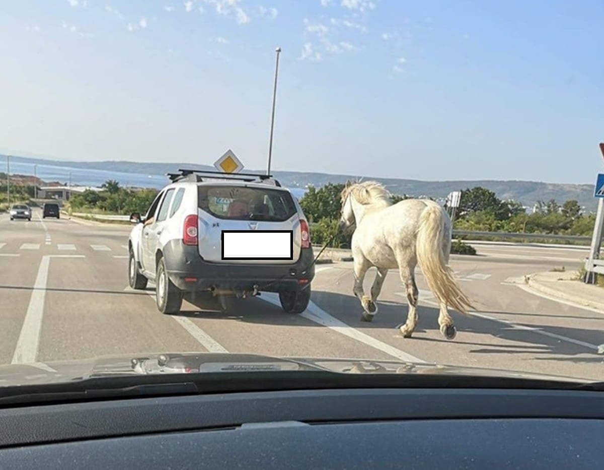 DOBRO JUTRO, KAŠTELA Zavezao konja za automobil i provozao ga cestom