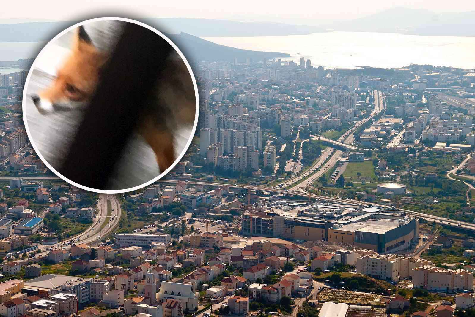 (VIDEO) NEOČEKIVANI PRIZOR Na istoku Splita snimljena lisica
