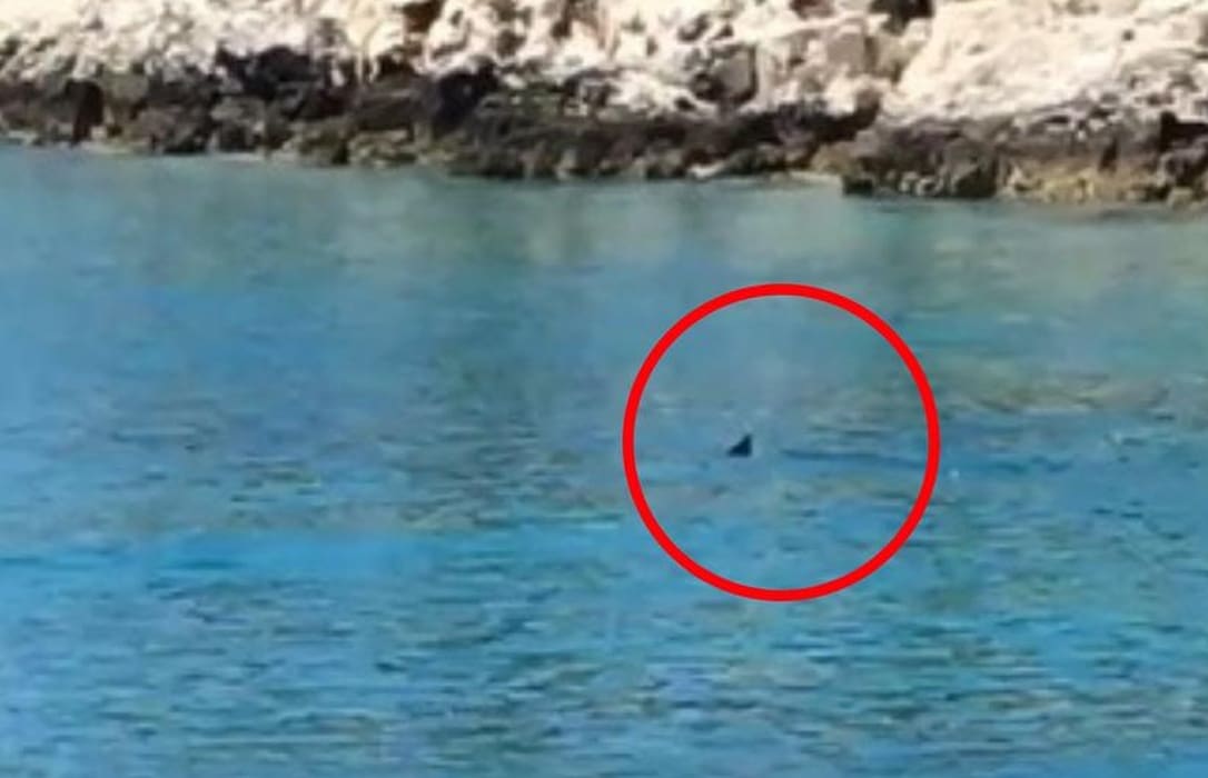 Morski pas kod Primoštena: "Bio je dva metra od nas, imao je ožiljak na peraji..."