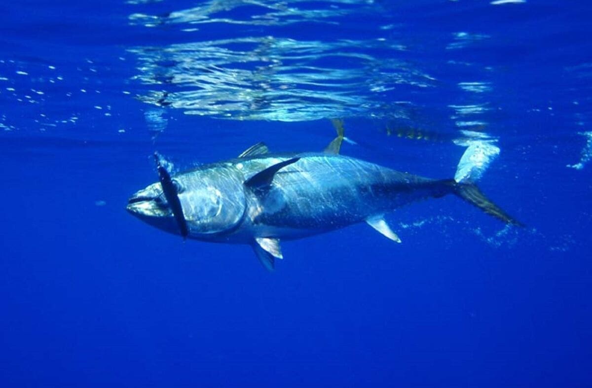 "Tuna fever Rogoznica": Danas počinje peto izdanje trodnevne turističko ribolovne manifestacije