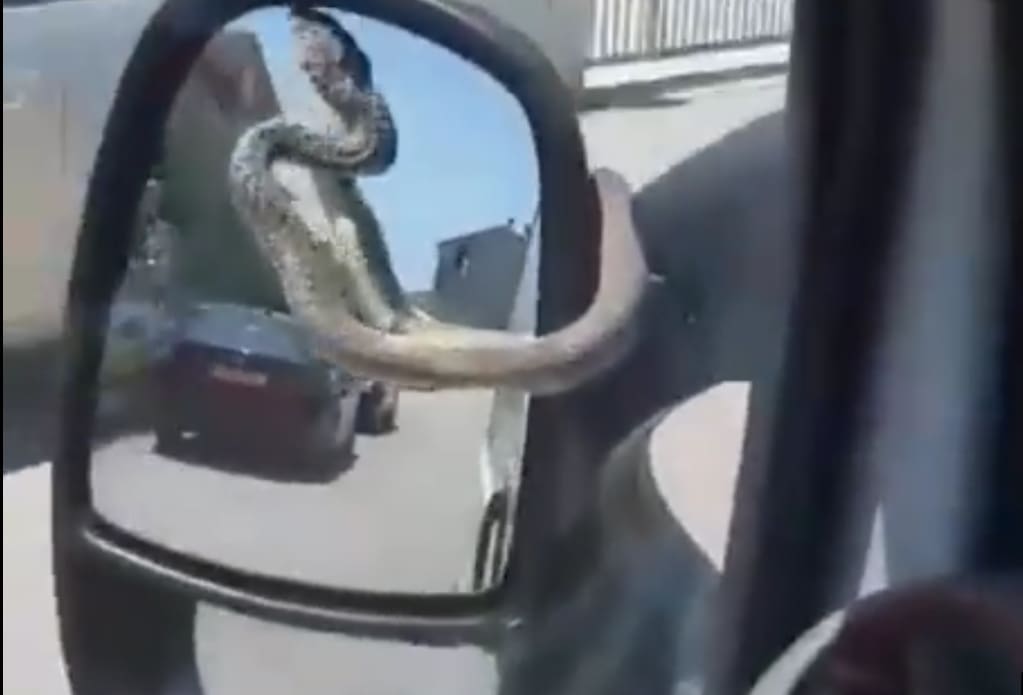 Što se dogodi kada parkirate ispod borova? Izašla mu zmija za vrijeme vožnje