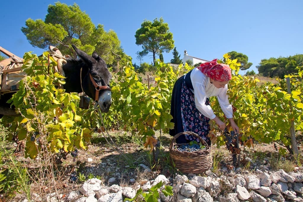 Otvara se Prvi hrvatski muzej vinogradarstva i vinarstva