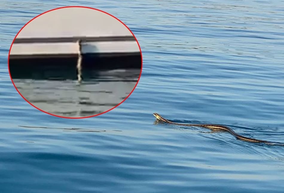 VIDEO Turisti snimili najveću europsku zmiju dok se plivajući pokušava popeti na brod