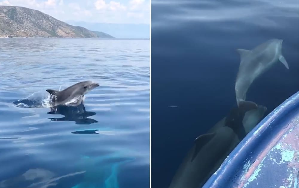 PRIZOR KOJI ODUZIMA DAH Pogledajte igru dupina kod Bola na Braču