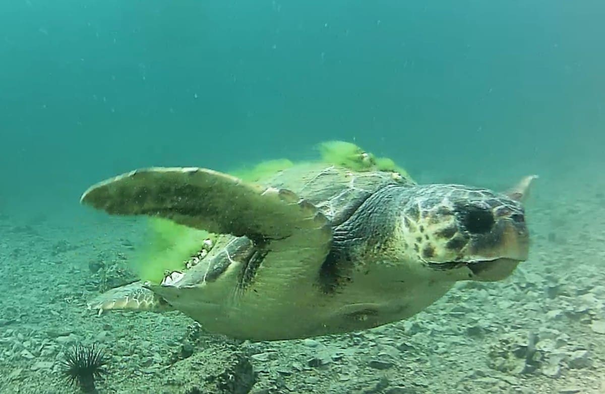 PREDIVNI KADROVI Kod Šibenika snimljena glavata želva