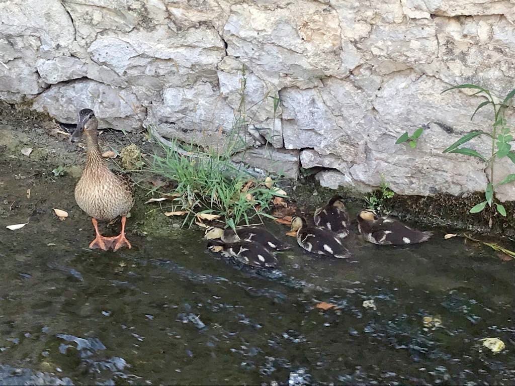 Lijep prizor na Trsteniku: Mama patka se pohvalila s pet pačića