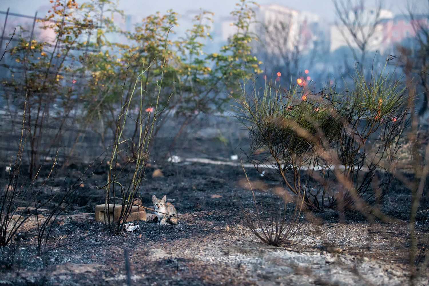 Ugašen požar kod Knina: Izgorjelo više od 2.000 kvadrata niskog raslinja