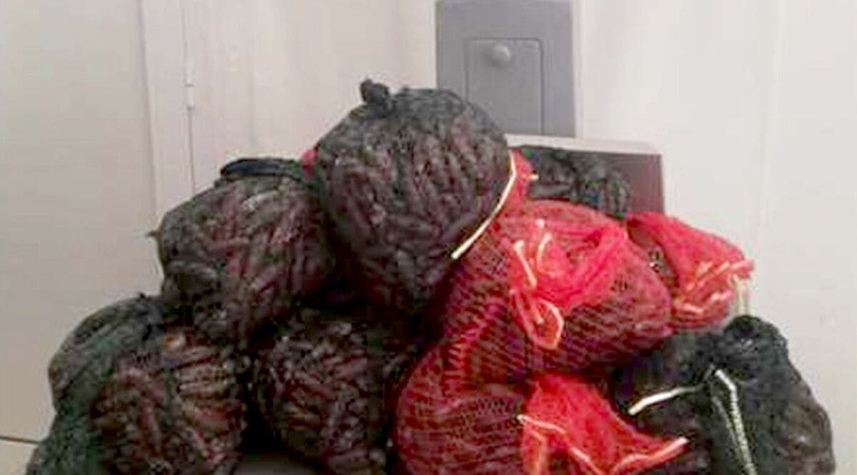 BRAVO, POLICIJA! Kod Drvenika Velikog zatečeni muškarci u devastiranju podmorja izlovom prstaca, slijedi im kazneni progon