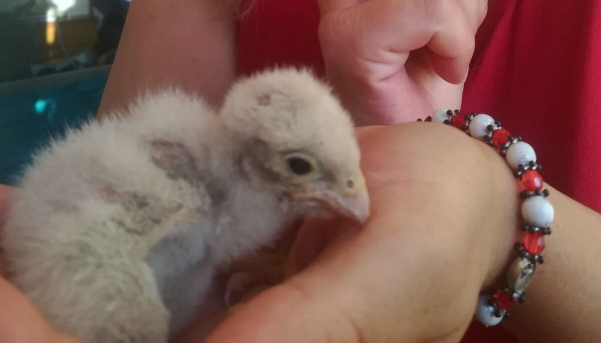 U Šibeniku se na balkonu stana na Vidicima izlegla četiri sokola